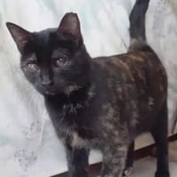 Patty wartet seit 5 Jahren, Katze zur Adoption