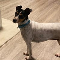 Suchard sucht eine liebevolle Familie, Hündin zur Adoption