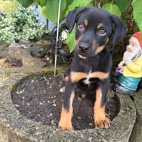 Pandi ein liebes Kerlchen, Hund zur Adoption