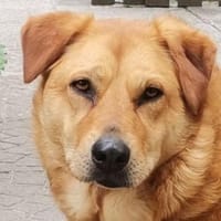 OLJA sucht Zuhause, Hündin zur Adoption