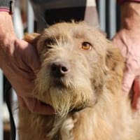 Lomasi - liebenswert u. angenehm, Hündin zur Adoption