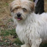 Kenai - verspielter Wuschel, Hund zur Adoption