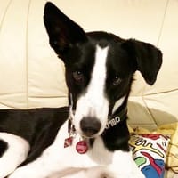 Mambo2 sucht ein Zuhause, Hund zur Adoption