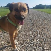 Bernd möchte endlich ankommen, Hund zur Adoption