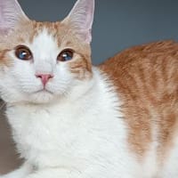 Mogambo zusammen mit Gominolo, Kater zur Adoption