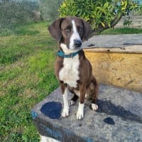Menschenbezogene Dina, Hündin zur Adoption