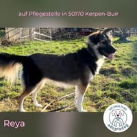 Reya: Wunderschön und voller Energie (D), Hündin zur Adoption