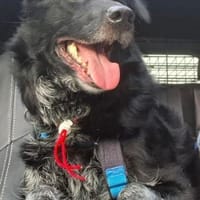 Tessie, Hündin zur Adoption