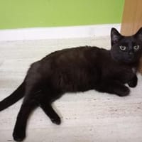 Lucy - gesprächige Lakritznase, Katze zur Adoption