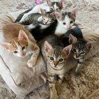!!Pflegestellen für Kätzchen gesucht!!!, Kater zur Adoption