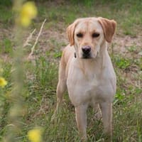 kinderliebe Labradorhündin Connie!, Hündin zur Adoption