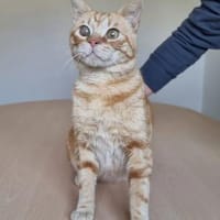 Tasio - wunderhübscher, lieber Kater, Kater zur Adoption