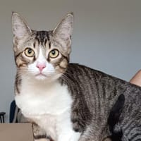 Gominolo zusammen mit Mogambo, Kater zur Adoption