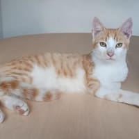 Carmelo - ein süßer und sozialer Kater, Kater zur Adoption