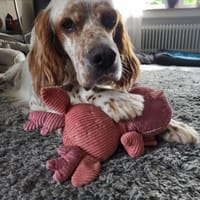 In 41849 auf Pflegestelle: RUSTY, Hund zur Adoption