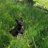 Prachtkerl Max, Hund zur Adoption
