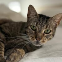 Lustige Katerpersönlichkeit su. Zuhause, Kater zur Adoption