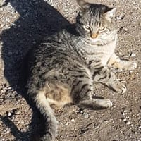 LUNA & SUN - prof.Mäusefänger suchen Hof, Katze zur Adoption