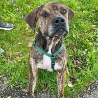 Lieber Mafia sucht sein großes Glück, Hund zur Adoption