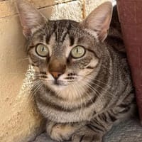 Miriam sucht seit 4 Jahren ihr Zuhause, Katze zur Adoption
