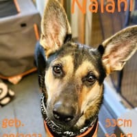 Nalani will aufs Land, Hündin zur Adoption