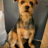 Victor in 47877 Willich, Hund zur Adoption