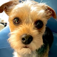 Victor in 47877 Willich, Hund zur Adoption