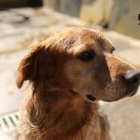 Skipper auf Pflegestelle, Hund zur Adoption