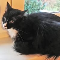 Hübscher Alvin sucht schönes Zuhause, Kater zur Adoption