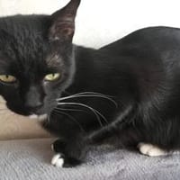 Junger Adar sucht Spielkameraden, Kater zur Adoption