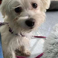 Coconut  in 72664 Kohlberg !, Hund zur Adoption