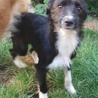 SNOOPY sucht ein liebes Zuhause, Hund zur Adoption