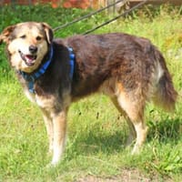 Bimbo ist ein Sonnenschein, Hund zur Adoption