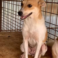 Ninja, feines Mädchen, Hündin zur Adoption