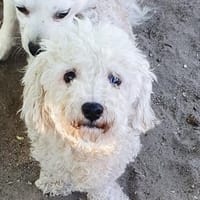 Kevin in 79589 Binzen, Hund zur Adoption