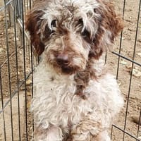 Honey in 86529 Schrobenhausen, Hündin zur Adoption
