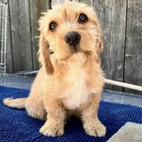 Baby Sebi in 33142 Büren, Hund zur Adoption