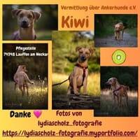 💕Kiwi💕sucht ihre Menschen💕, Hündin zur Adoption