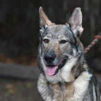Nova braucht einen Liebhaber!, Hündin zur Adoption