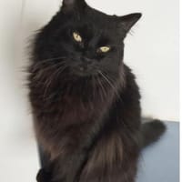 Cain - sucht dringend  liebe Menschen!, Kater zur Adoption