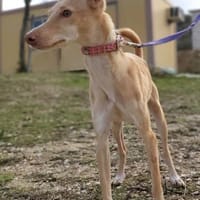 Zarte Deli sucht liebevolles Zuhause, Hündin zur Adoption