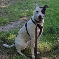 LARA ist wieder auf der Suche, Hündin zur Adoption