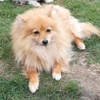 Kessy in 27478 Cuxhaven !, Hündin zur Adoption