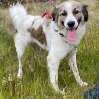 Luna - aktive Familie gesucht, Hündin zur Adoption