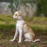 Piñata - Zuhause gesucht, Hündin zur Adoption