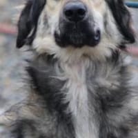 Samba - Traumhündin in Grau, Hündin zur Adoption