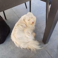 Betty der Rohdiamant❤, Hündin zur Adoption