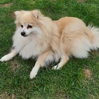 Conny in 27478 Cuxhaven !, Hündin zur Adoption