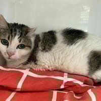 TABATA, chat à adopter