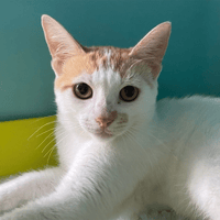 IWEN, chat à adopter